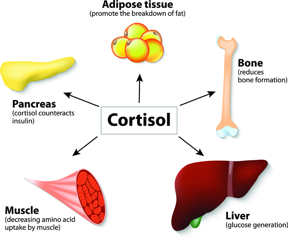 adrenal glands not producing enough cortisol